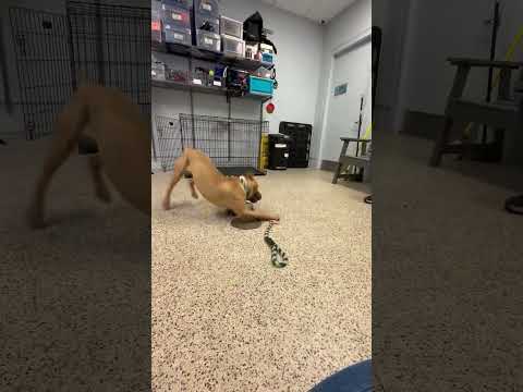 Greens video