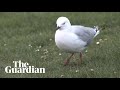 The Dancing Seagulls Under Threat In New Zealand