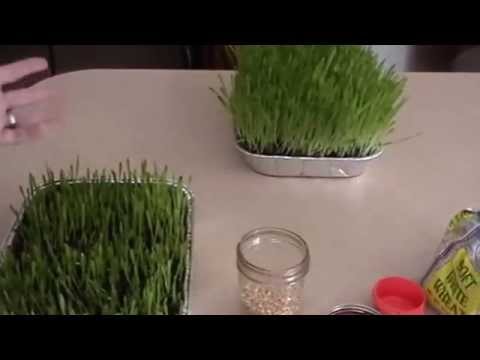 download lagu mp3 mp4 Grow Your Own Barley Grass, download lagu Grow Your Own Barley Grass gratis, unduh video klip Grow Your Own Barley Grass