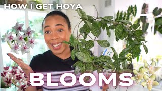 🌸My Hoya Finally Bloomed!🌼Here's What Worked 💡