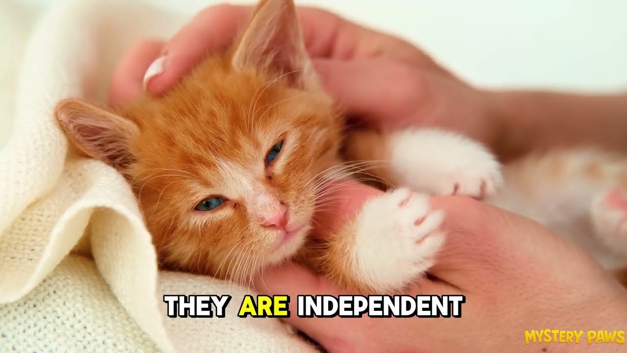 10 Surprising Things Cats Hate Even More Than Being Picked Up | Cat Behavior Explained