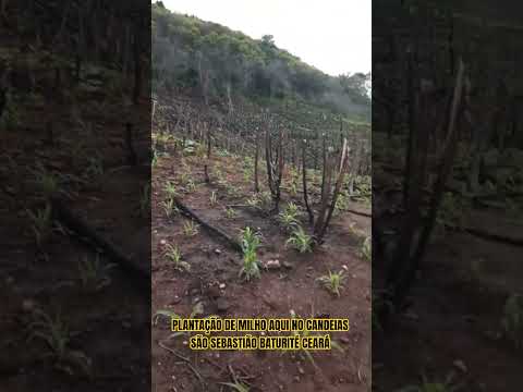 PLANTAÇÃO DE MILHO AQUI NO CANDEIAS SÃO SEBASTIÃO BATURITÉ CEARÁ