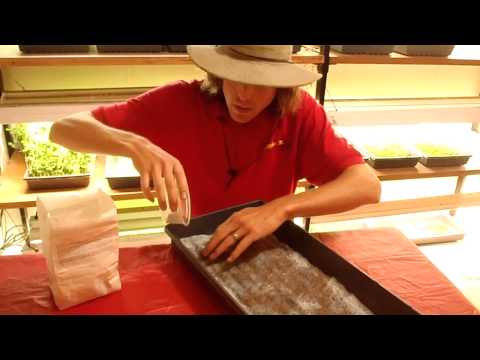 Micro Greens in Hydroponics 09/26/2014