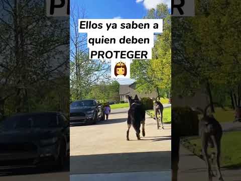 perros cuidan a niña 😵 #repect #dog
