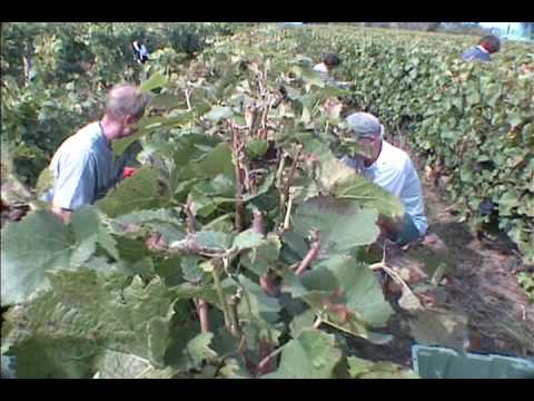 download lagu mp3 mp4 French Wine Grapes, download lagu French Wine Grapes gratis, unduh video klip French Wine Grapes