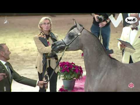 N 84 BAZ ALJASSIMYA   World Arabian Horse Championship 2022   PARIS   Yearling Colts Section B Class