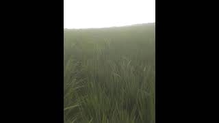 Download lagu perbedaan padi ciherang & cibatu mp3