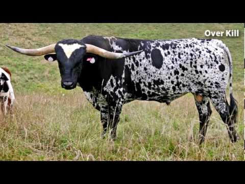 Over Kill - The Longhorn Bull