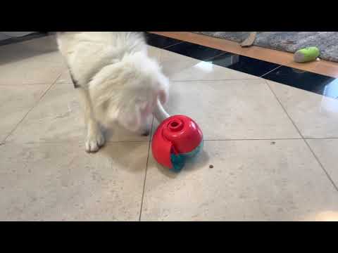 Kong reward shell dog toy puzzle feeder