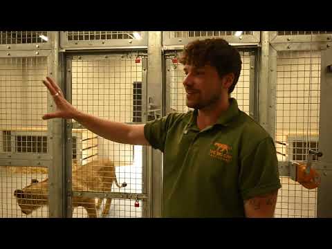 We Built a Forever Home for 5 Lions Inside the Sanctuary