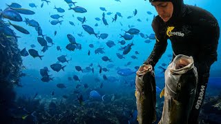 Dream location! Epic Spearfishing & Fishing Trip | Top of NZ