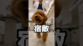 宿敵。 #犬 #犬との生活 #犬のいる暮らし #犬好きな人と繋がりたい #癒し