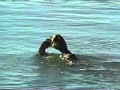 Eating The Big Fish Forster Australia