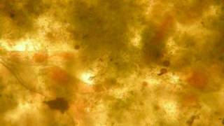 Deerhoof "Family of Others"