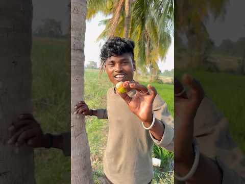 Organic fertilizer for coconut trees #farming #coconut #coconutfertilizer #organicfertilizer