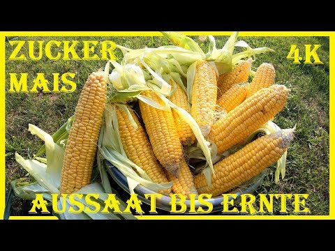 , title : '🌱🌽 Zuckermais anbauen im Garten 🌽 Einfache Anbauanleitung 🌽 Aussaat bis Ernte 🌽 Mais pflanzen'