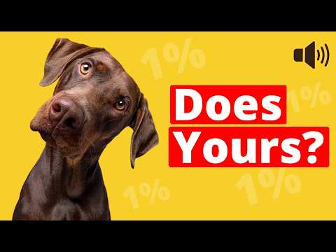 1% of Dogs Pass This Sound Test. Does Yours?