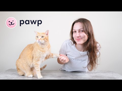 Pawp Pet Insurance Alternative Review (We Tried It)