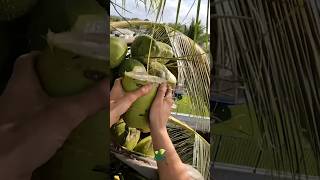 Download lagu minum air kelapa di pohon #tropical #tropicalfruit mp3