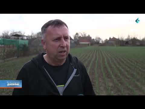 Isplati li se proizvodnja belog luka?