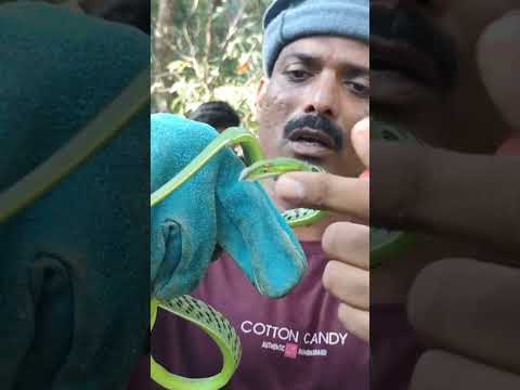 green Vine snake mildly venomous To see what happened next, watch the upcoming long video.