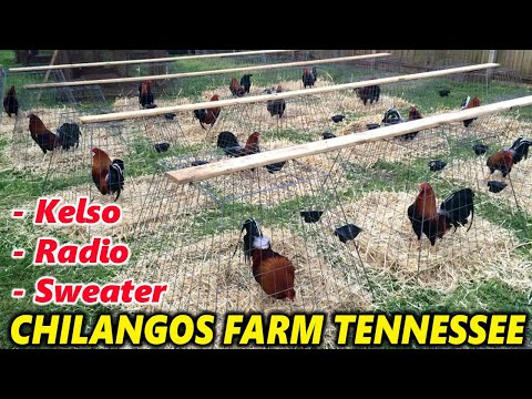 Xavier Rodriguez Sweater Kelso Radio Chilango's Farm
