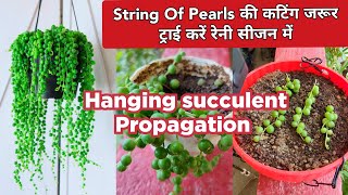 STRING Of Pearls Plant Care And  Propagation || How to Grow & Propagate String Of Pearls Succulent