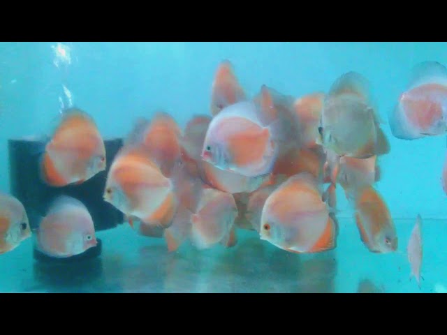 Assorted Discus Fish 3.5" to 4"