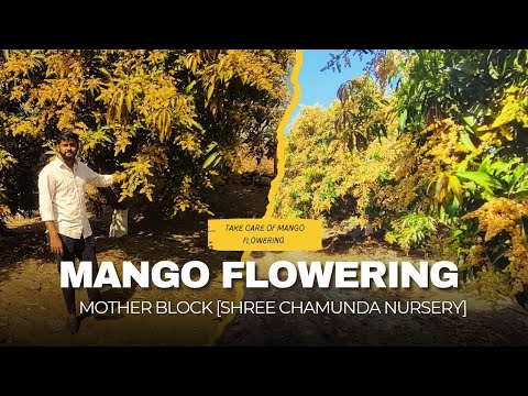 Mango Flowering This Session