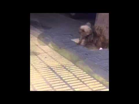 Caso traumatología. Resolución fractura tibia y peroné.