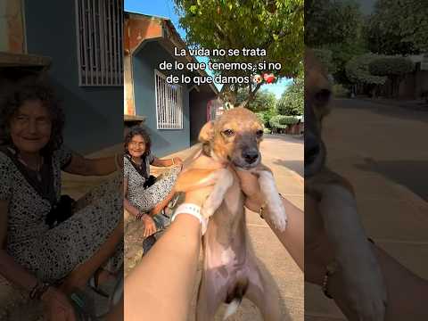 Quedaron muy felices con sus regalitos 🐶❤️‍🩹 #dog #perro #perros