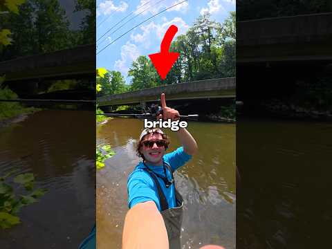 I Fished an Urban BRIDGE 🐟🎣
