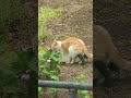 Cats Mating