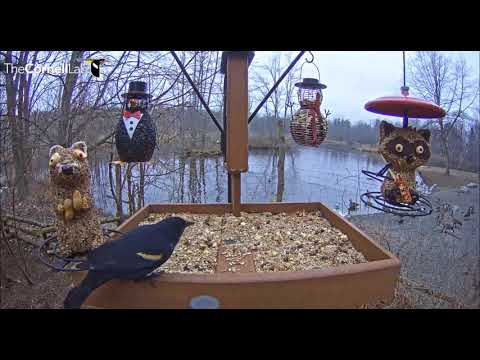 Red-winged Blackbird & Blue Jay interact    08 16   Video 2018 03 01 082708