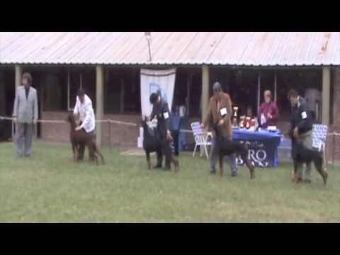 DCA show 398-399 finals