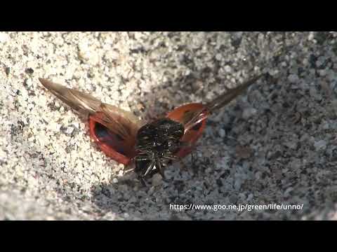 アリジゴクの罠