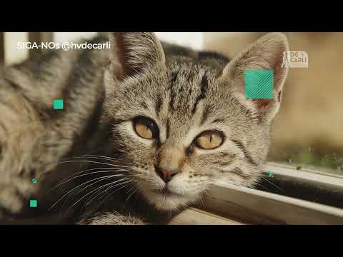 CURIOSIDADES incríveis sobre GATOS que você precisa conhecer!