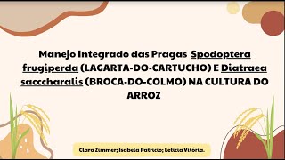 MANEJO INTEGRADO DE S. frugiperda (LAGARTA-DO-CARTUCHO) E D. sacccharalis (BROCA-DO-COLMO) NO ARROZ