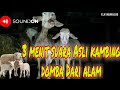 SUARA KAMBING SUARA BINATANG DOMBA