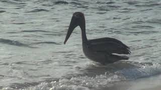 HÍREK A TERMÉSZETBŐL