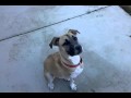 Ruby Playing Fetch