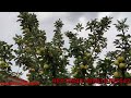 Anna Apple Golden Apple वह सेव जो आपका 35 से 48 डिग्री से�