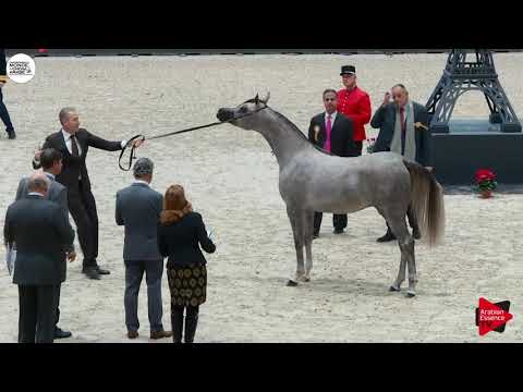 N.92 POSEIDON KA - Paris 2018 - Yearling Colts (Class CM 4A)