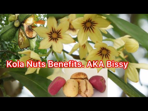 Top 7 Health Benefits Of Bissy // Is Bissy Good for you? (Kola Nuts)