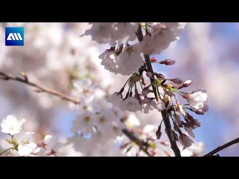 An Open Heart - Hazem Beltagui ft. Shannon Hurley