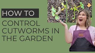 How to Control Cutworms in the Garden