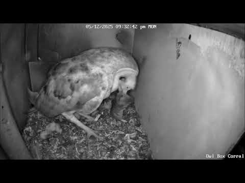 Second Food Delivery. #BenTheBarnOwl Brings Another Vole. Owl Box C - 5/12/25 - 9 32 pm