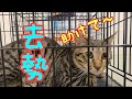 猫の去勢に行く前と後の様子！cat s reaction before＆after castration surgery