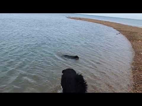 Kaos' first ever swim at Seasalter, Kent