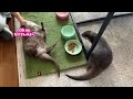 堂々とごはんを盗まれてるカワウソが取った行動　Otter Gets His Revenge For a Stolen Meal